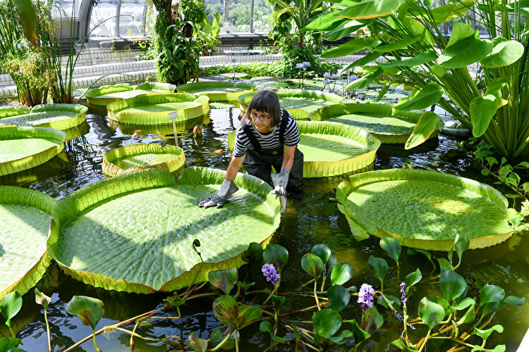 Berlin Botanical Garden and Museum