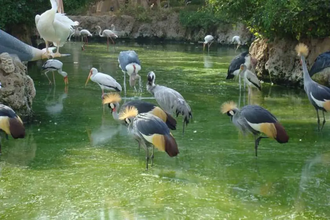 Chaharbagh Bird Garden, Karaj