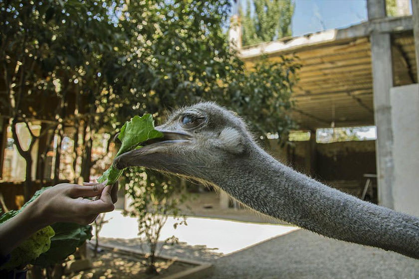 Chaharbagh Bird Garden, Karaj