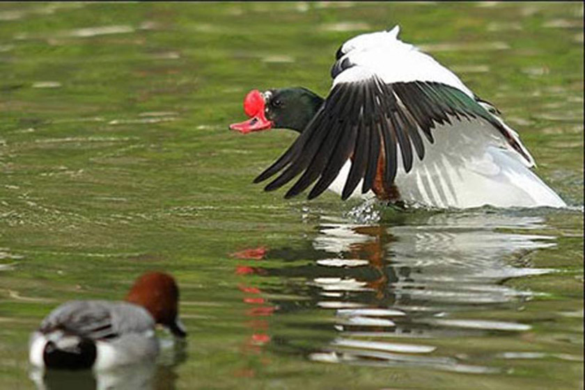 Chaharbagh Bird Garden, Karaj