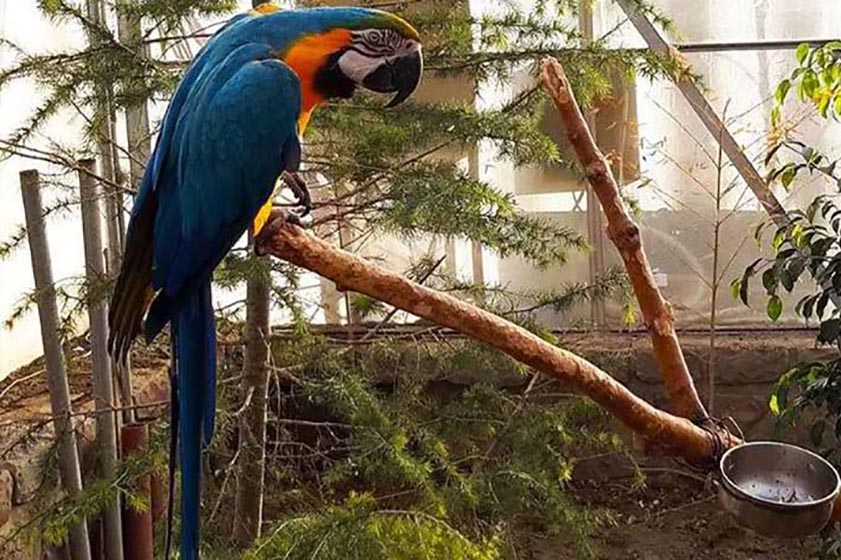 Chaharbagh Bird Garden, Karaj