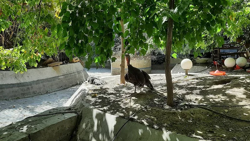 Chaharbagh Bird Garden, Karaj