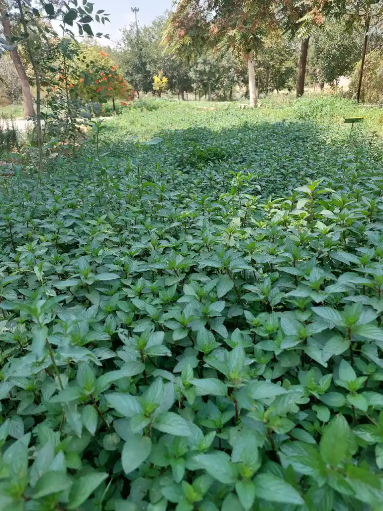 Mashhad Botanical Garden