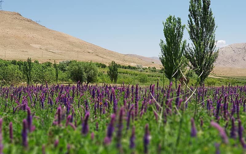 تالاب چغاخور