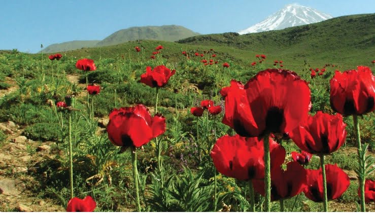  دشت لار، دشت شقایق های تهران