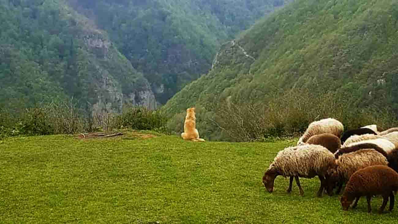 نشتارود 