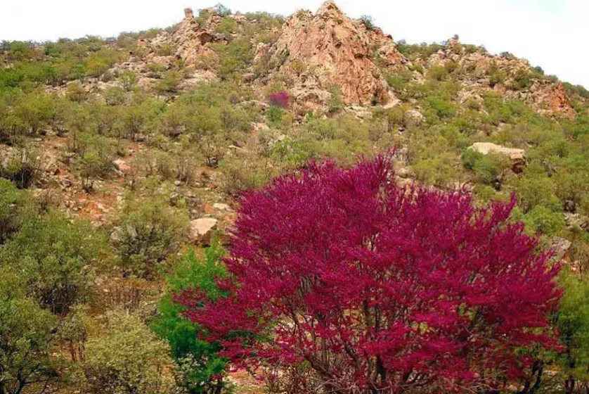 تنگه ارغوان