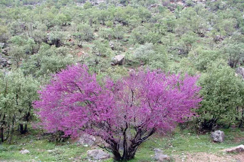 تنگه ارغوان