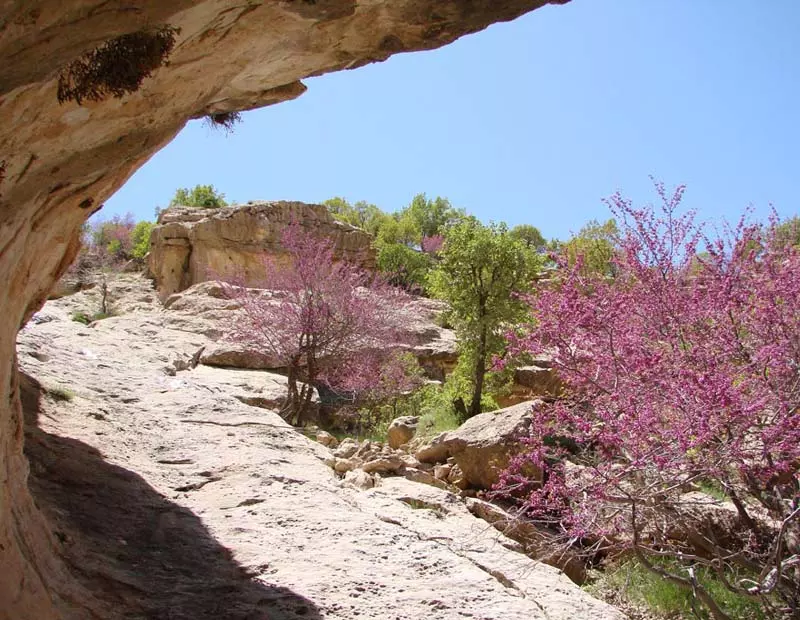تنگه ارغوان