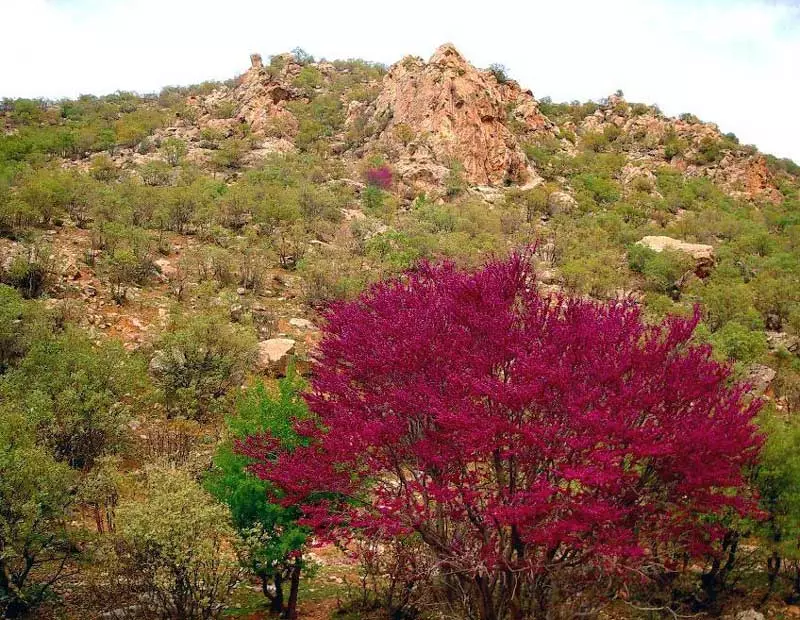 تنگه ارغوان