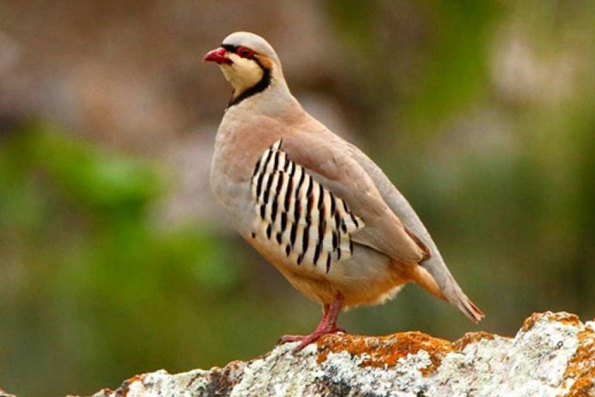 پارک ملی تندوره