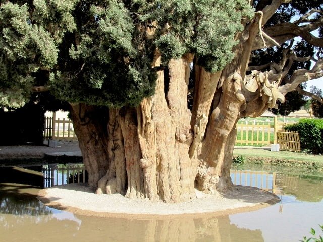 سرو ابرکوه سرو ابرکوه سرو ابرکوه