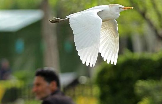 باغ پرندگان اصفهان باغ 10 باغ پرندگان اصفهان