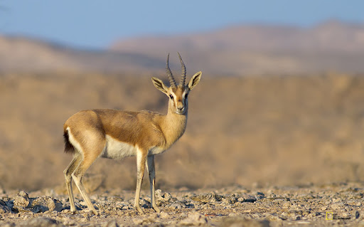 خور و بیابانک
