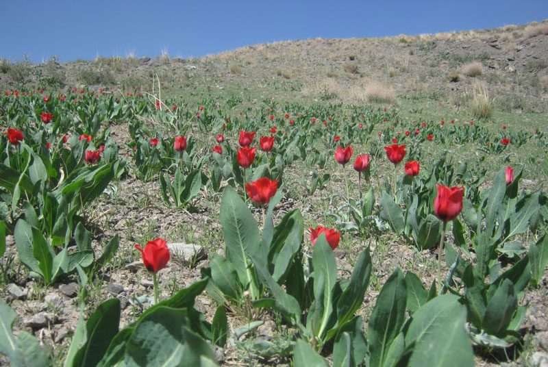 دره سبز1 آبشارهای دره سبزرود