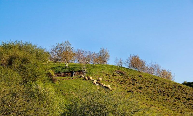 اشنویه