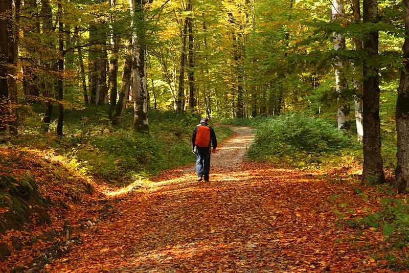 20 جای دیدنی گیلان در تابستان جنگل اسالم 20 جای دیدنی گیلان در تابستان