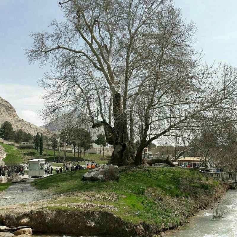 درخت رحمت کرمانشاه 