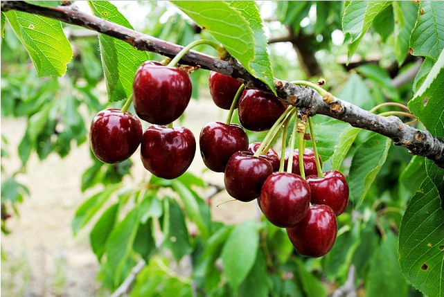 برداشت گیلاس در هیر