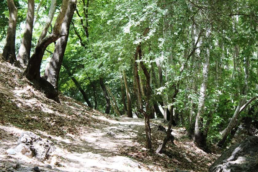 تنگ گنجه ای یاسوج
