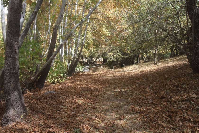 تنگ گنجه ای یاسوج