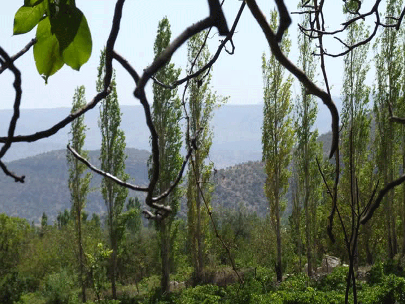 تنگ گنجه ای یاسوج