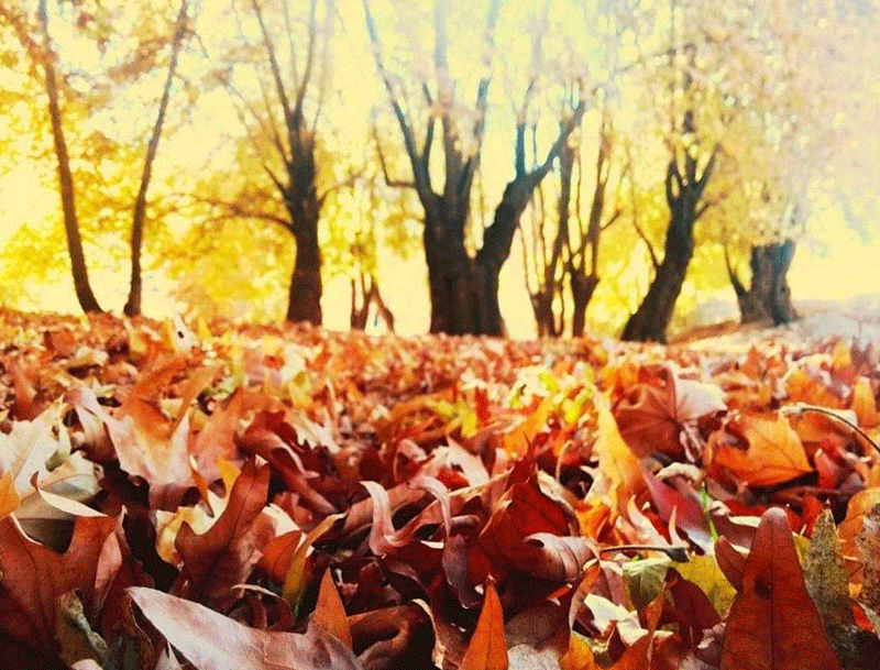 تنگ گنجه ای یاسوج