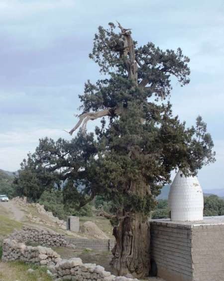 درخت سرو باشت 