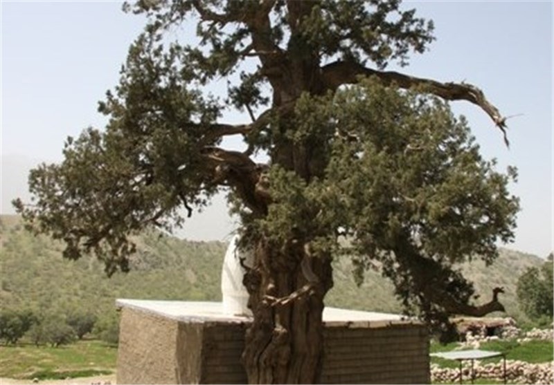درخت سرو باشت 