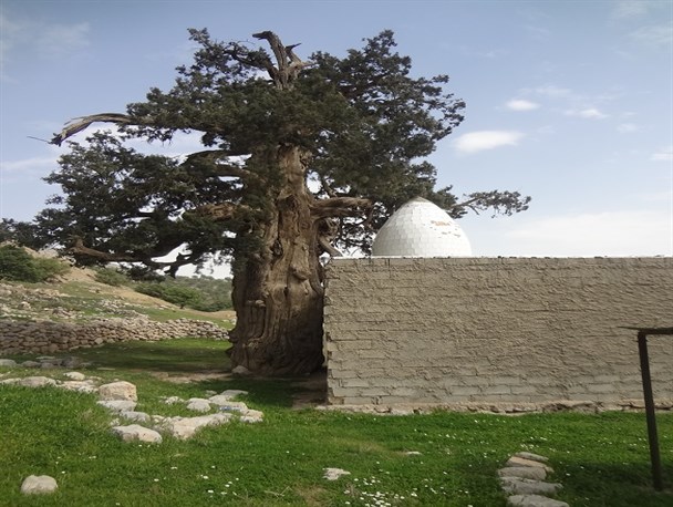 درخت سرو باشت 