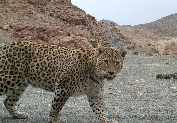 منطقه حفاظت شده طارم سفلی منطقه حفاظت شده طارم سفلی