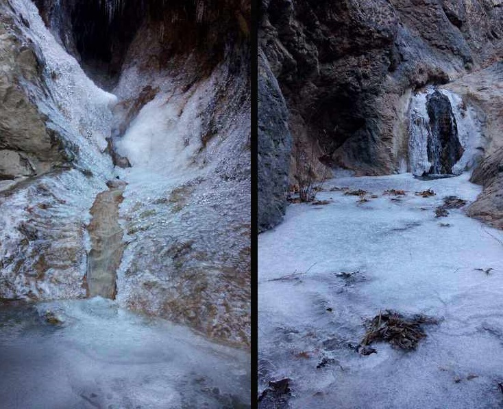 بید 