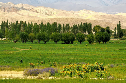 شهر دیباج