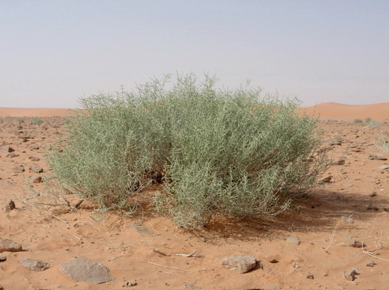 پناهگاه حیات وحش شیر احمد سبزوار