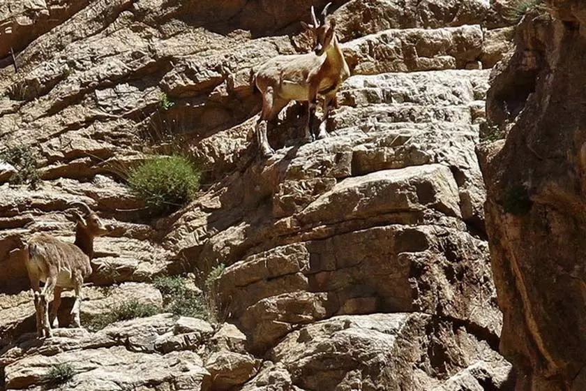 پارک ملی کنتال پارک ملی کنتال