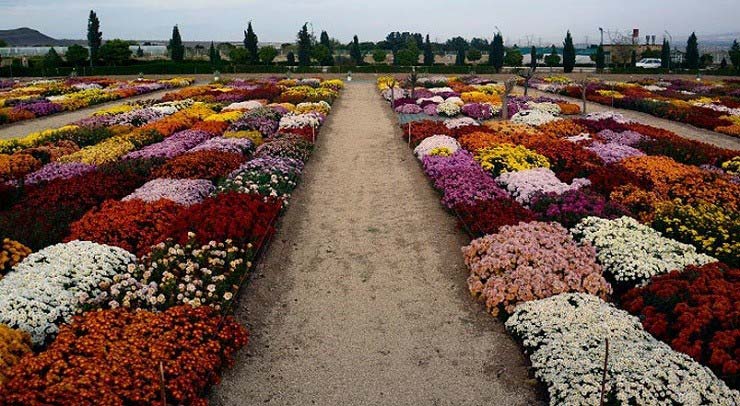  باغ گل محلات (هلند ایران)