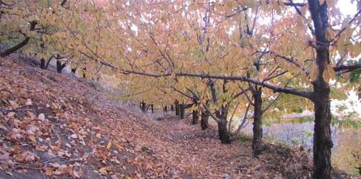 روستای کشار کن 