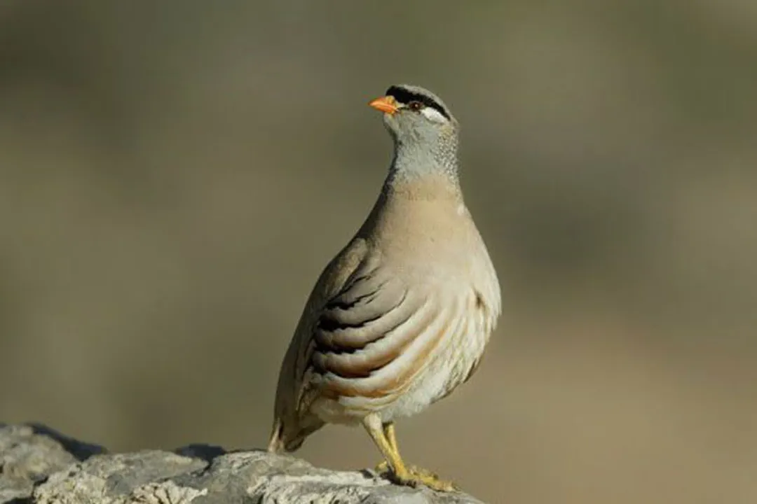 منطقه حفاظت شده میش داغ