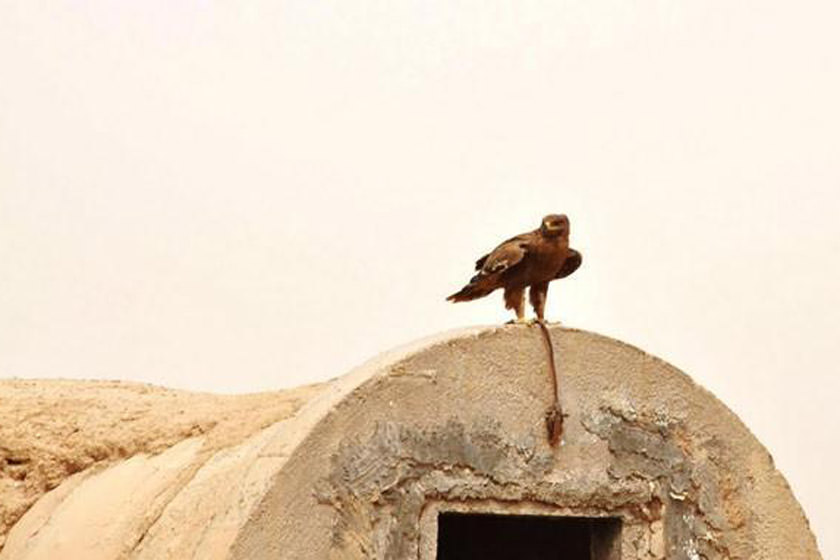 منطقه حفاظت شده میش داغ