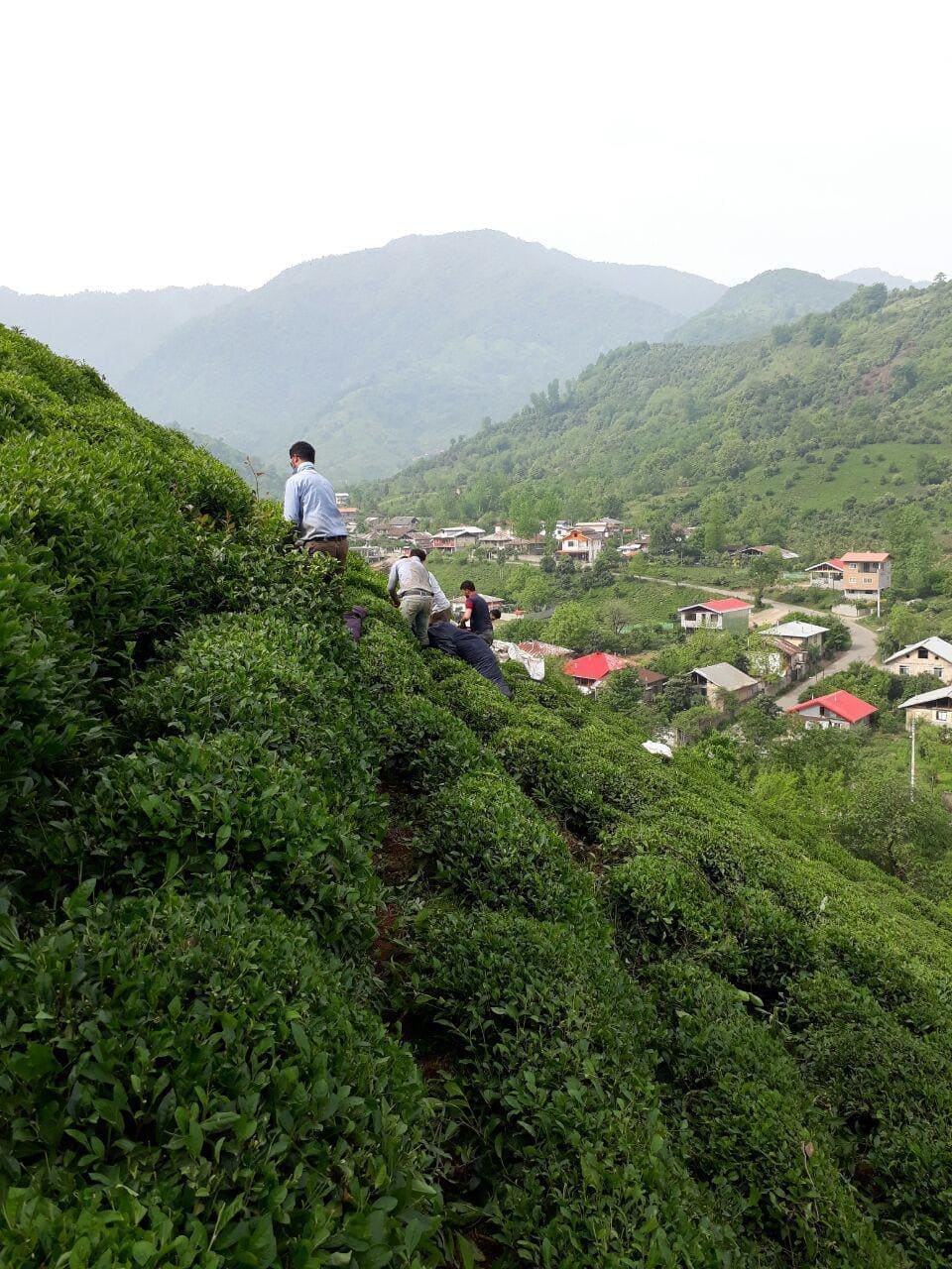 جیرگوار
