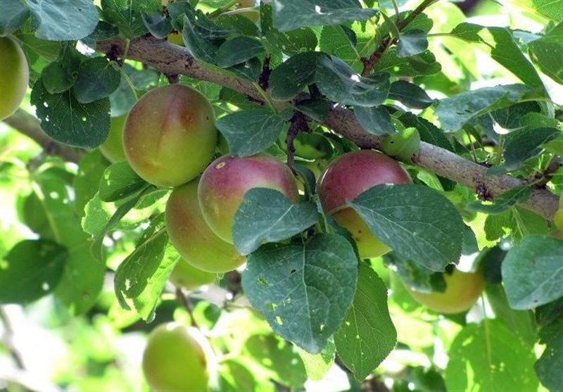 روستای فیروزه بجنورد