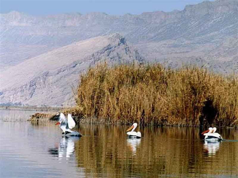 چشمه جوشک  چشمه جوشک