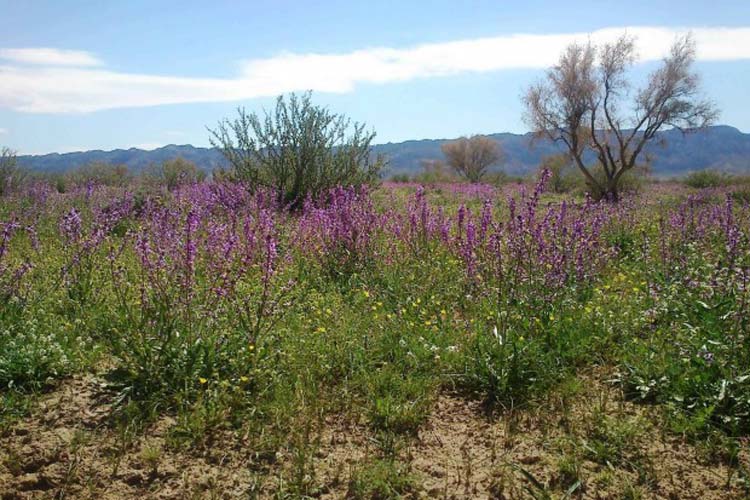دشت اسفدن از جاهای دیدنی بیرجند جاهای دیدنی بیرجند در بهار (40 جاذبه گردشگری)