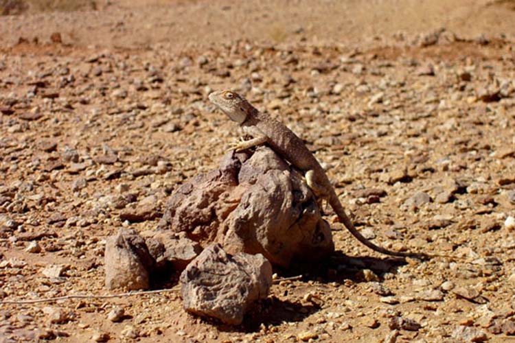 دق پترگان از جاهای دیدنی بیرجند جاهای دیدنی بیرجند در بهار (40 جاذبه گردشگری)