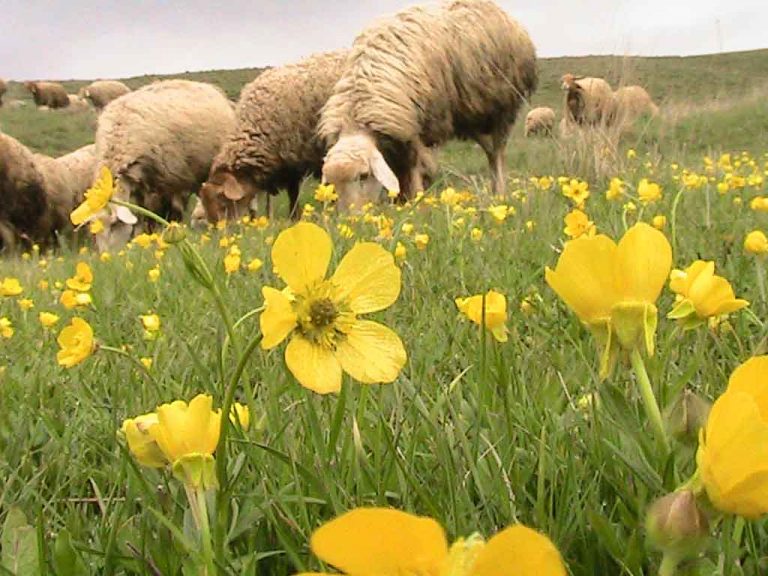 روستای مرزی پست کندی 20 جای دیدنی اردبیل در تابستان
