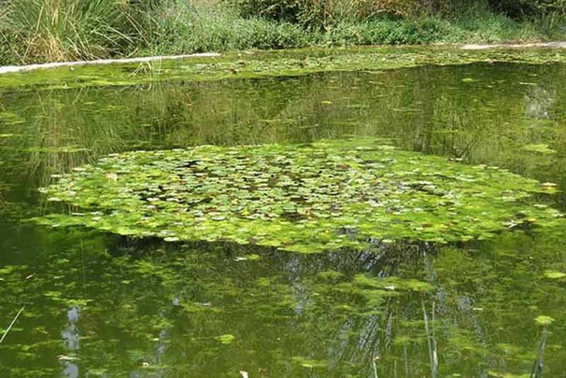 مرداب کندوچال