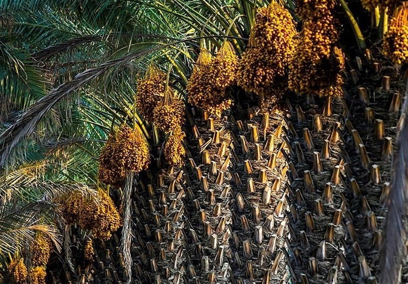 جاهای دیدنی بوشهر در پاییز جاهای دیدنی بوشهر در پاییز جاهای دیدنی بوشهر در پاییز