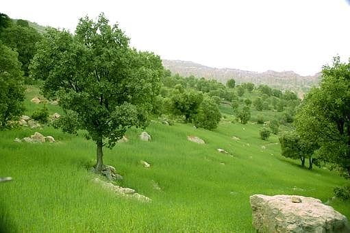 طبیعت جنگلی یاسوج طبیعت جنگلی یاسوج
