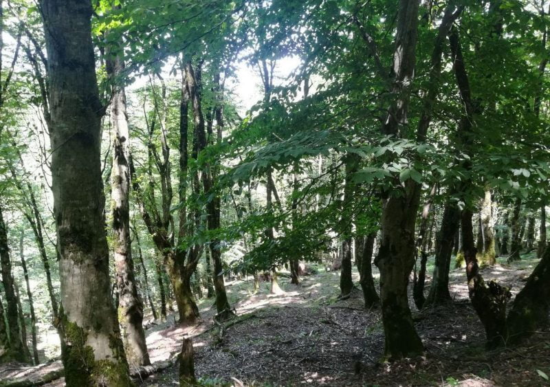روستای گلسرک روستای گلسرک روستای گلسرک