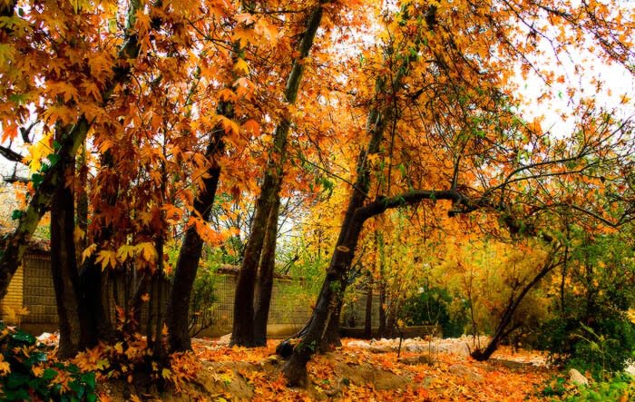 باغ نارنجی باغ نارنجی باغ نارنجی